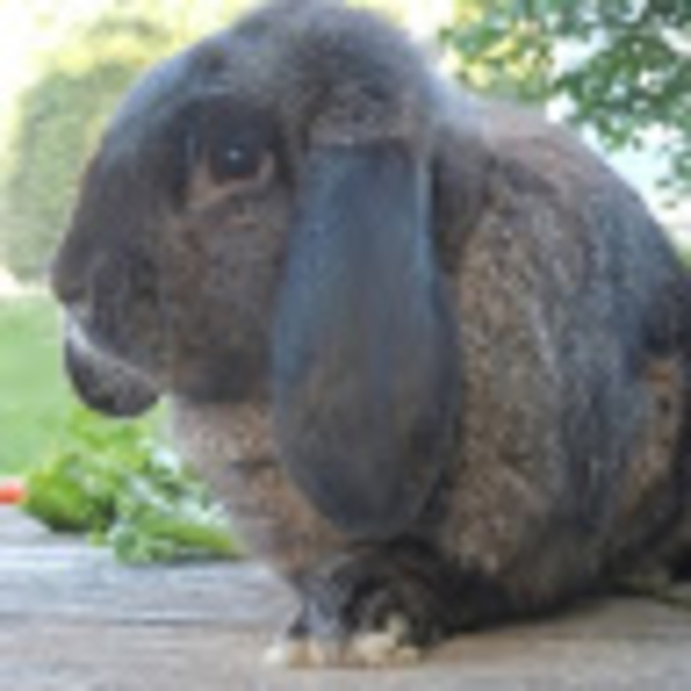Meet your Posher, Jill